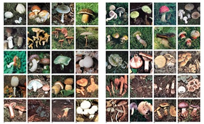 Arriva l’autunno e spuntano i funghi: la Asl apre lo sportello micologico a Lanusei e Tortolì