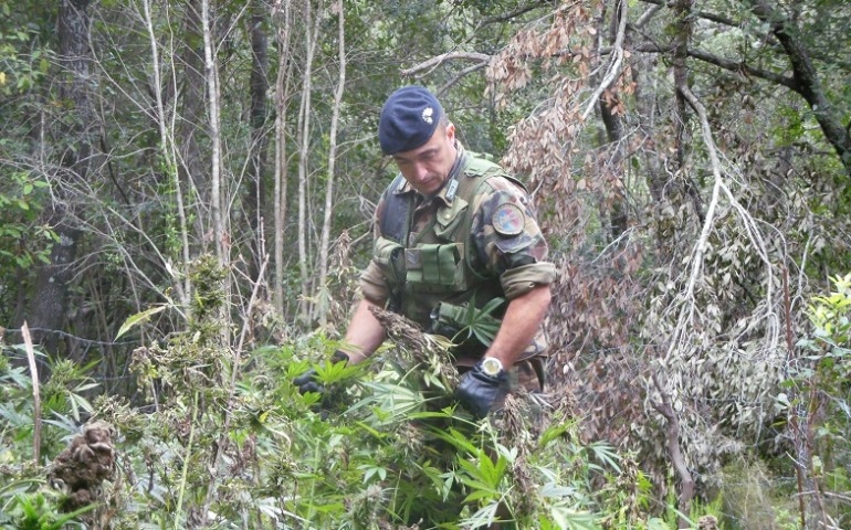 Talana, scoperte due piantagioni di cannabis: sequestrate 130 piante