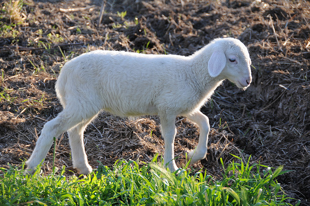 «Per Pasqua sosteniamo i pastori»: filiera dell’agnello a rischio