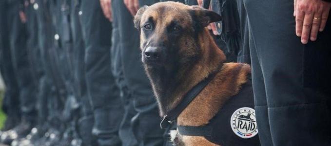 Diesel, il cane eroe ucciso dai terroristi nel blitz di Saint Denis