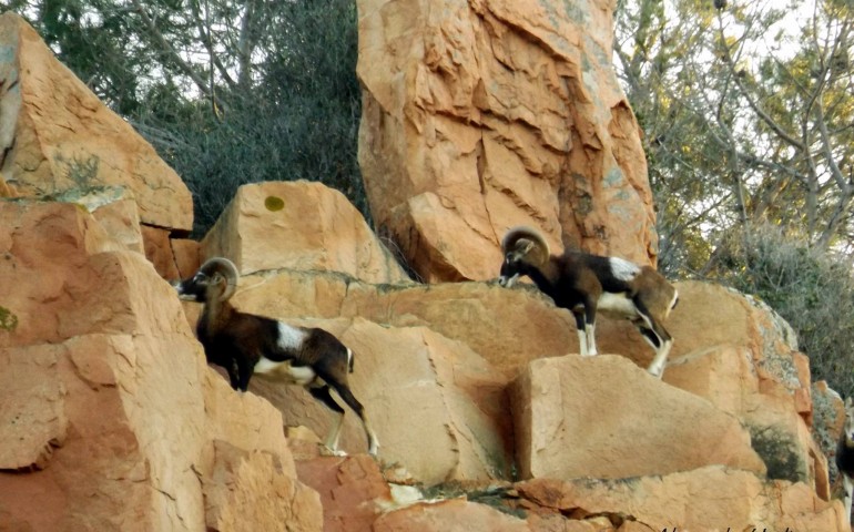 Cartoline da Arbatax. Lo spettacolo dei mufloni alle Rocce Rosse