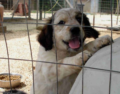 Canile comunale di Tortolì: adotta un amico a quattro zampe