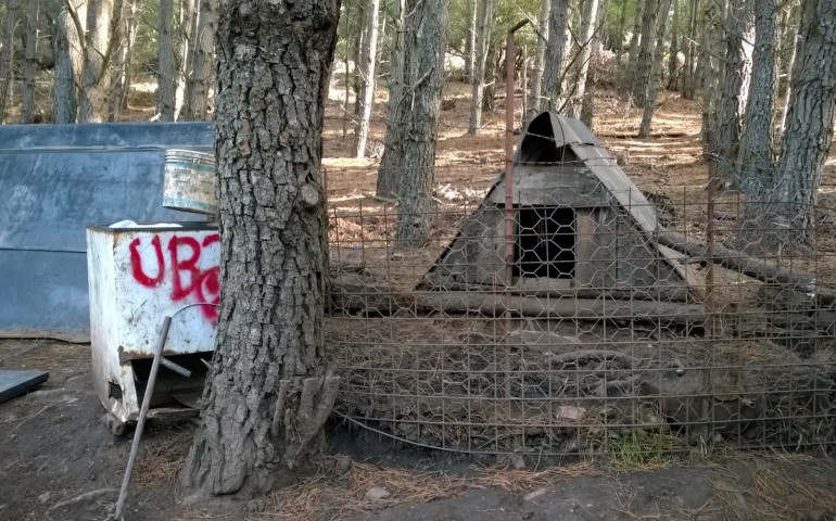 Allevamenti di maiali allo stado brado. Smantellata una struttura abusiva nell’agro di Arzana