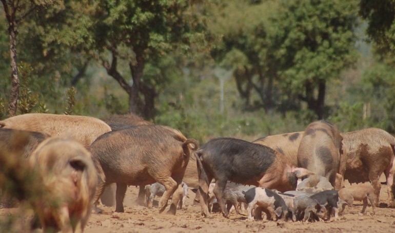 Peste suina: abbattuti a Baunei 127 maiali bradi illegali