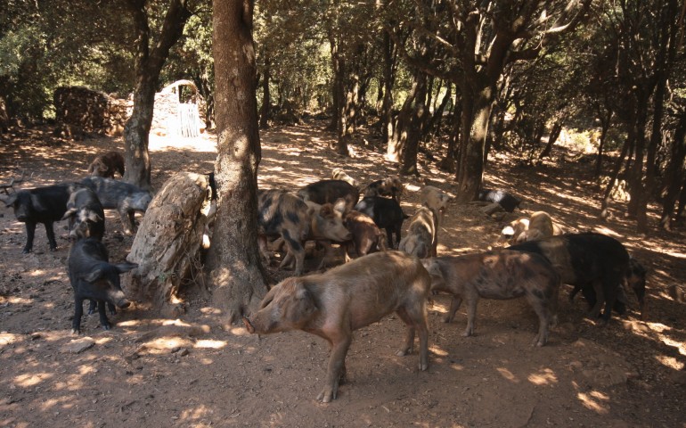 Lotta alla peste suina: abbattuti 23 maiali che pascolavano allo stato brado nell’agro di Arzana