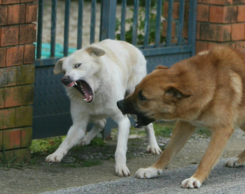 Randagismo a Tortolì. Tre cani attaccano un gregge di pecore: ucciso un agnellino