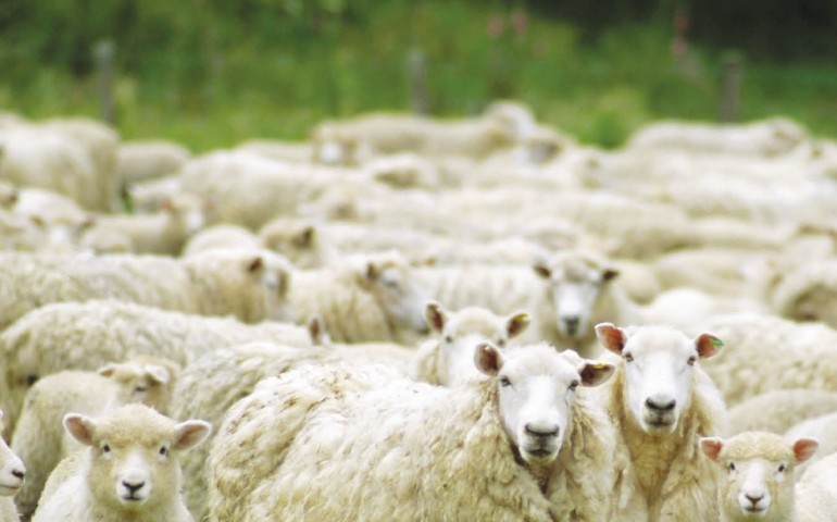 Lotzorai, pecore e tosatura nel servizio de “l’arca di Noè” su Canale 5