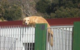 Un cane da adottare