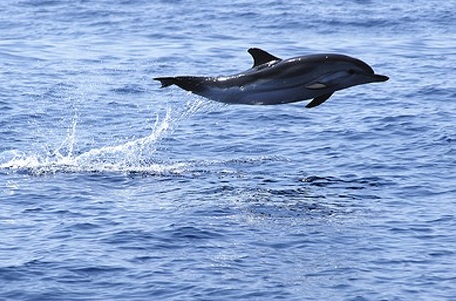 Ambiente Sardegna, Lampis: “Oltre 1 milione per recupero della fauna selvatica ferita o in difficoltà”