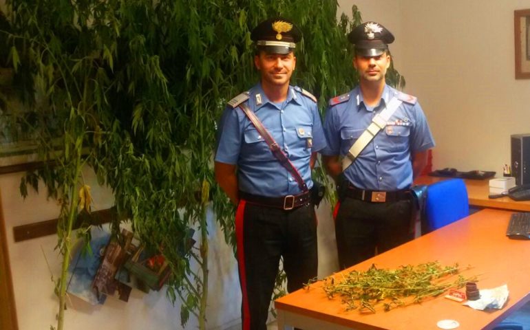 Bari Sardo, arrestato per coltivazione e spaccio di droga un 47enne del posto