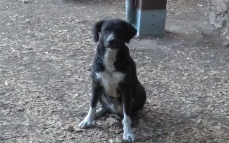 Il cagnolino vagabondo di Perdasdefogu