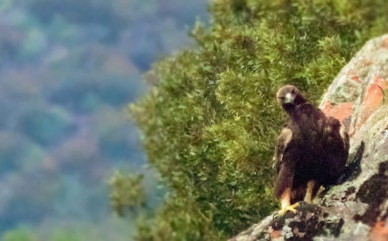 Le foto dei lettori: aquila reale in località Cuscullai a Villagrande Strisaili