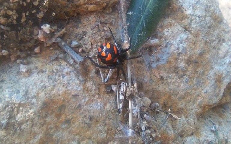 Avvistati a Cardedu e Barisardo due esemplari di argia, il “ragno del demonio”