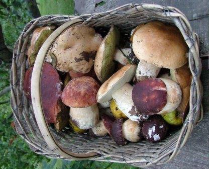 Raccolta funghi, a Tortolì operativo lo sportello dell’ispettorato micologico