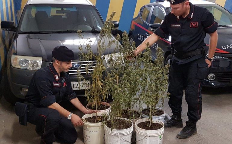 Coltivazione di stupefacenti a Tertenia. Deferito un 35enne