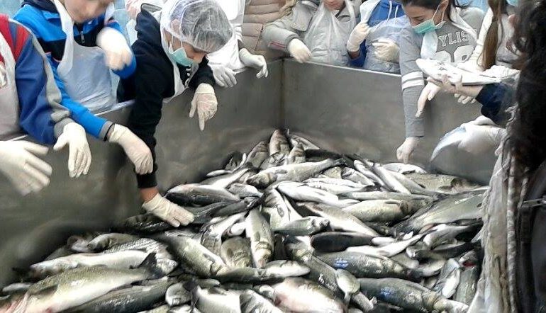 Cernita e lavorazione del pesce. Gli alunni della scuola media di Monte Attu a lezione dai pescatori