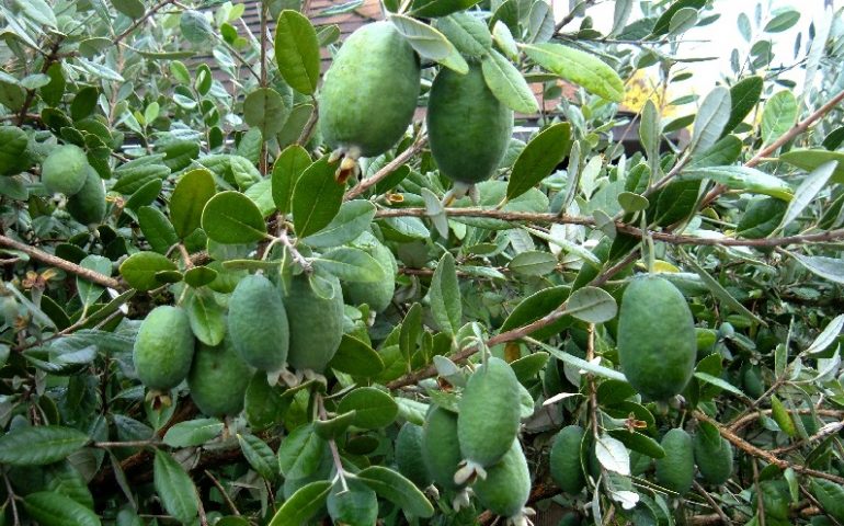 Salute e bellezza. La Feijoa, il frutto del benessere ricchissimo di proprietà alimentari