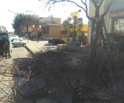 Tortolì si fa bella per il Giro. Al via gli interventi di potatura e sfoltimento degli alberi