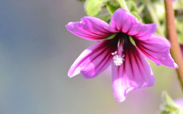 Le foto dei lettori. La primavera arriva in Ogliastra…