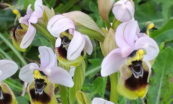 Le foto dei lettori. Orchidee selvatiche a due passi dal mare in uno scatto di Monica Pili