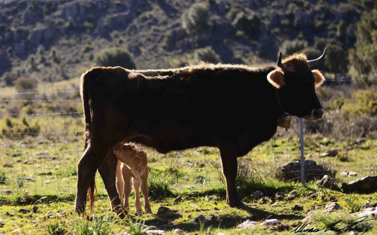Le foto dei lettori. La mucca e il suo vitellino: lo scatto tenerissimo di Cristian Mascia