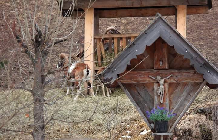 La fotonotizia. Mufloni sardi “in vacanza” in Val di Fassa