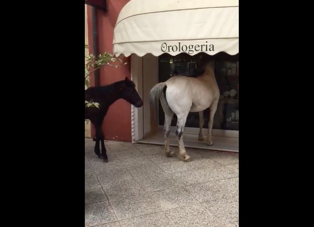Intanto a Tortolì…Alcuni cavalli fanno un giretto in centro (VIDEO)