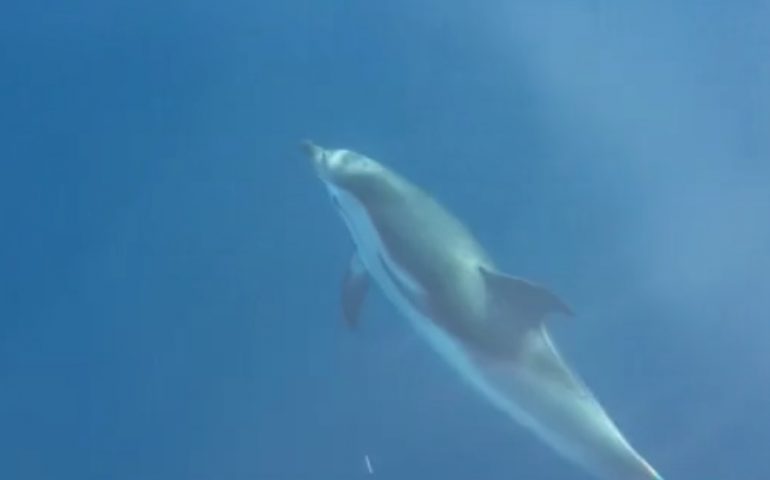 Il video di un incontro speciale durante una gita in barca: la danza dei delfini (di Mario Gillone)