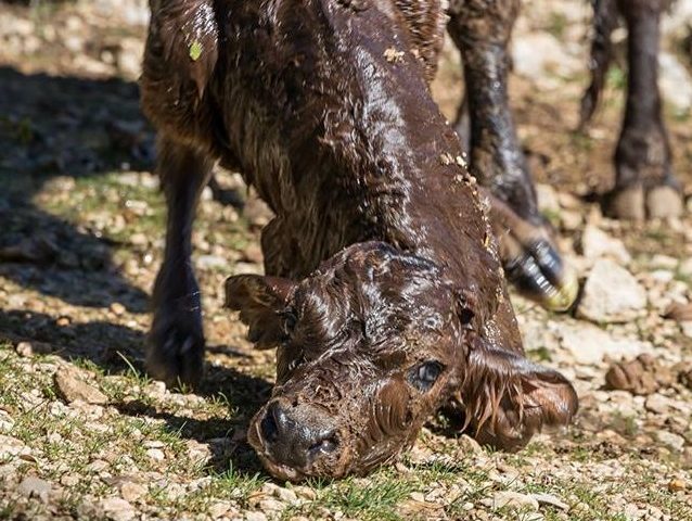 Le foto dei lettori. Vitellino appena nato nel supramonte di Baunei