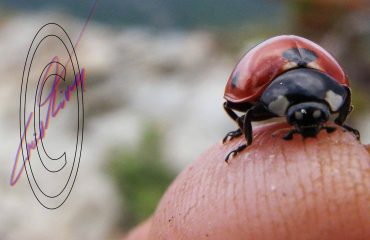 Coccinella ( foto C.Mascia)