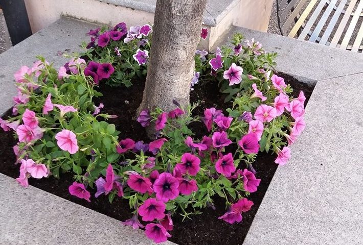 La Fotonotizia. Tortolì in Fiore regala alla città le aiuole fiorite…in rosa!