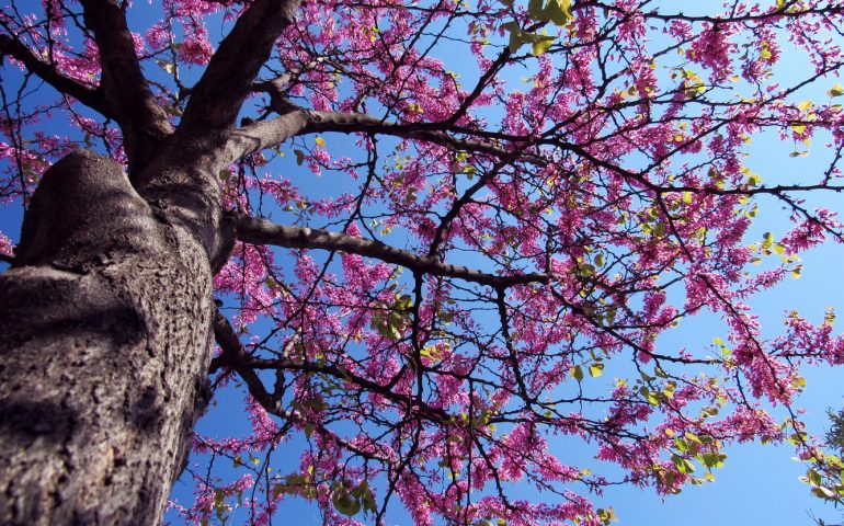 Le foto dei lettori. “Primavera d’intorno brilla nell’aria, e per li campi esulta, sì che a mirarla intenerisce il core”