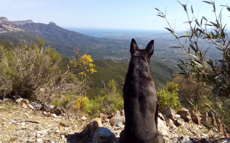 Le foto dei lettori. Escursioni in Ogliastra? Sempre con il mio migliore amico