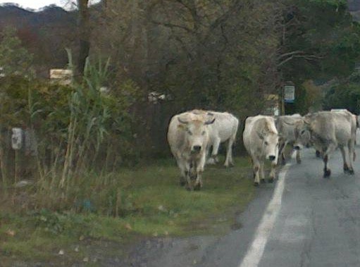 Auto si schianta contro una mucca sulla Lanusei-Nuoro