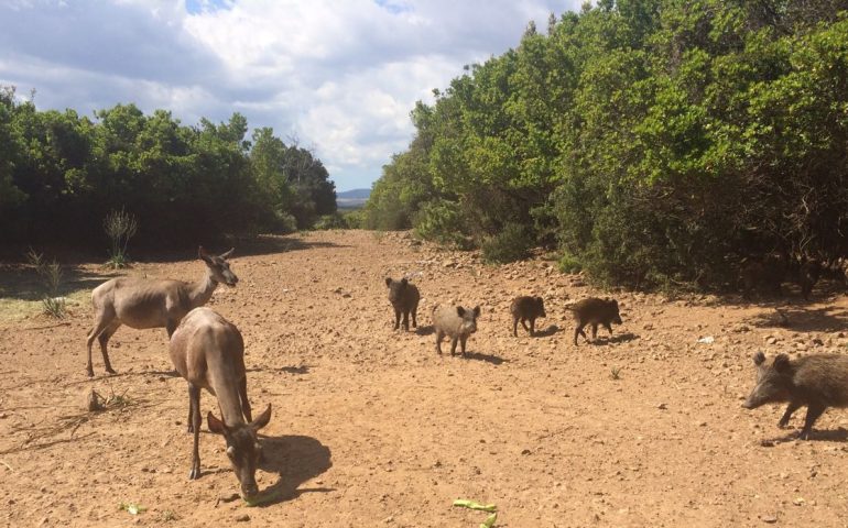 Le foto dei lettori. Cervi e cinghiali si “recano a pranzo” insieme nel parco naturale di Perdas