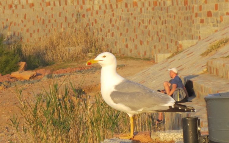 Le foto dei lettori. Anche i gabbiani si godono il tramonto ad Arbatax