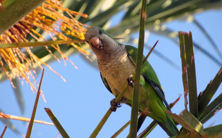 Curiosità. Esotici e colorati nuovi abitanti a Tortolì