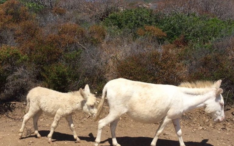 Albertino, l’asinello albino con la mamma: tenerezza e amore all’Asinara