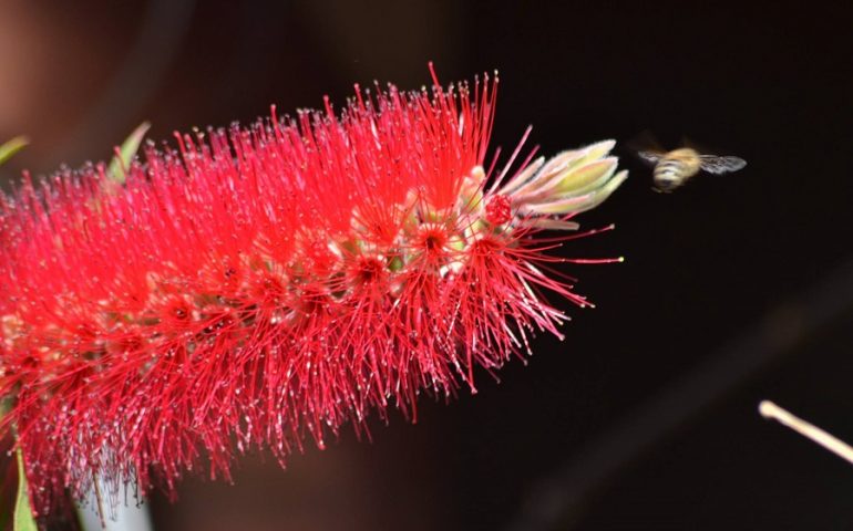 Le foto dei lettori. Fauna e flora ogliastrine in uno scatto di Pierpaolo Serra