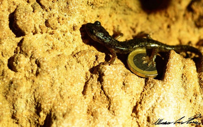 Le foto dei lettori. Incontri speciali nella grotta Taquisara