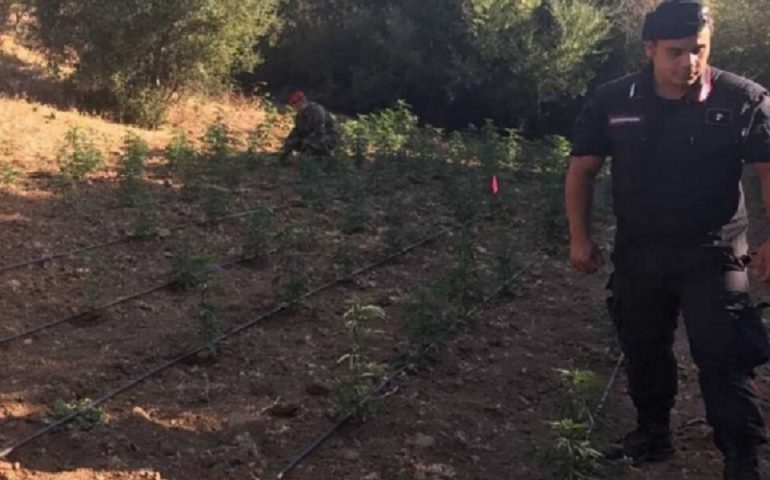 Maxi piantagione di cannabis nascosta in campagna: scoperte 2000 piantine per un valore di 1 milione di euro