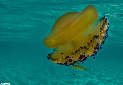 La spettacolare (e per fortuna poco pericolosa) medusa cassiopea al Poetto