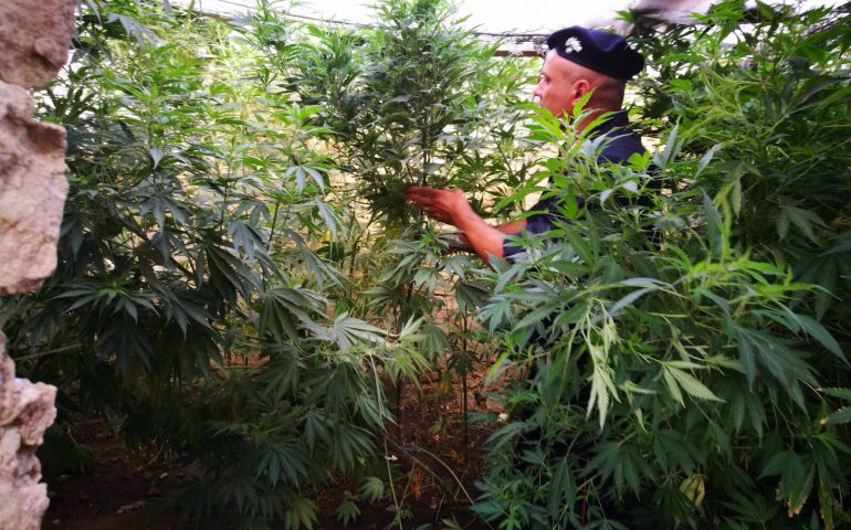 Piantagione di cannabis nel giardino di casa: in manette un 44enne di Mandas