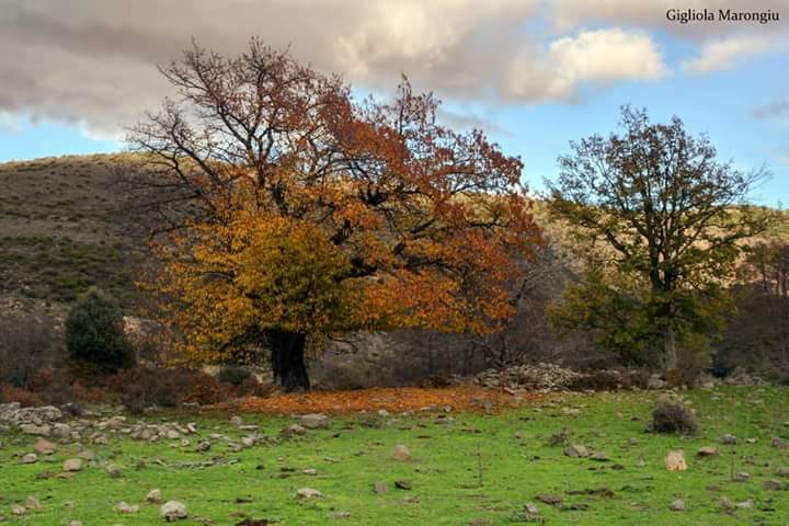 Le foto dei lettori. L’autunno in Ogliastra in uno scatto di Gigliola Marongiu