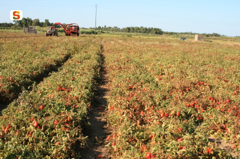 Arriva l’etichetta di origine per i derivati del pomodoro. Importante per la Sardegna, che patisce la concorrenza sleale cinese