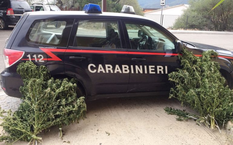 Urzulei, 50 piante di marijuana trovate tra la vegetazione. Si cercano i responsabili