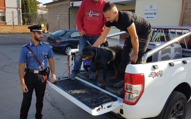 Un pitbull e un rottweiler aggrediscono un’anziana e sbranano il suo cane. Succede a Cardedu