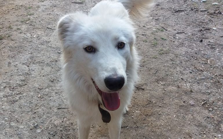 Ulassai, chi ha ucciso il cucciolone bianco a Santa Barbara?