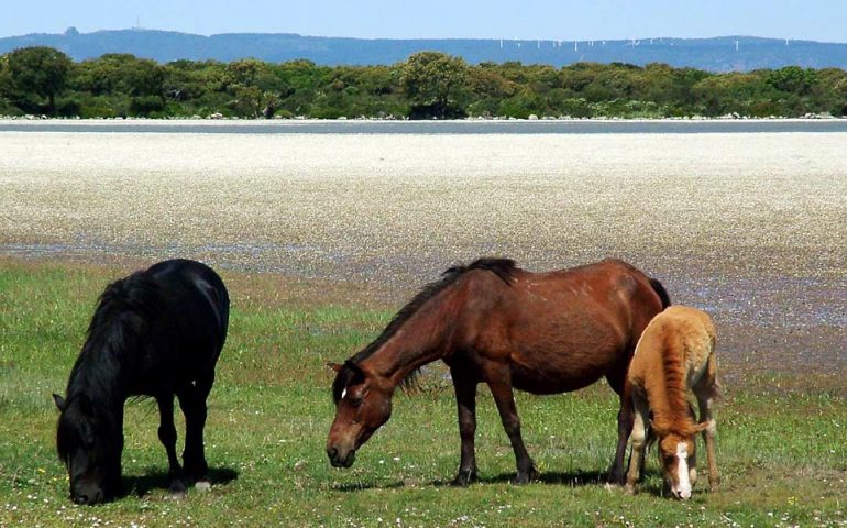 Cavallini della Giara decimati da fame e sete: “Una strage silenziosa e inaccettabile”, la denuncia di Mauro Pili