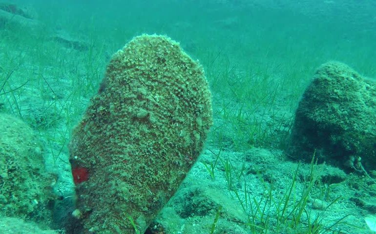 Lo sapevate? In Sardegna è presente la pinna nobilis (o nacchera) da cui si estrae il prezioso bisso